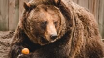 A bear attacked young children and was euthanized