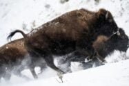 YNP officials kill baby bison