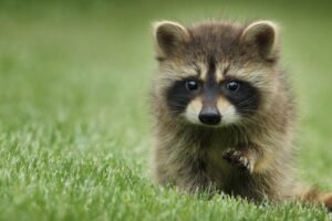 Baby raccoon euthanized for fear of rabies at Maine Petco